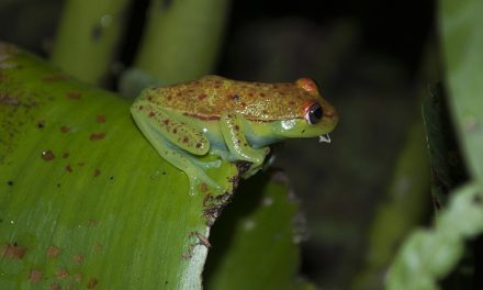 Estudio argentino: una nueva proteína explica las bases moleculares del camuflaje en ranas