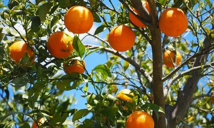 Identifican mecanismo genético clave en la producción de naranjas