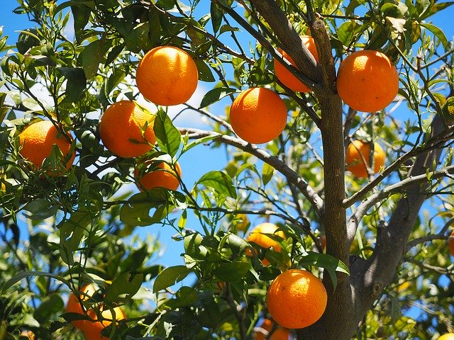 Identifican mecanismo genético clave en la producción de naranjas