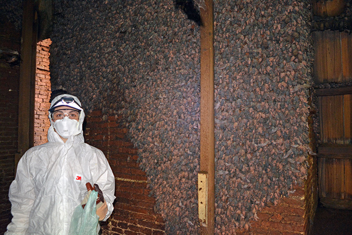 Identifican dos nuevos virus en colonia de murciélagos del centro de Rosario