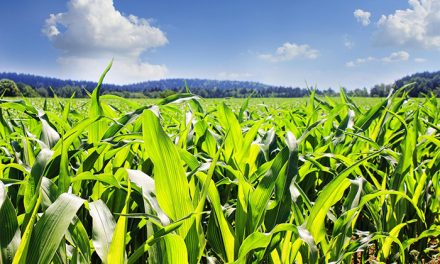 Hallan los mecanismos fisiológicos responsables de que el maíz tolere altas densidades de siembra