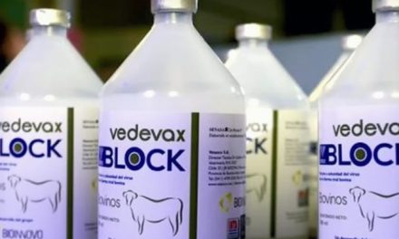 Una novedosa vacuna argentina contra la Diarrea Viral Bovina está mejorando la producción ganadera