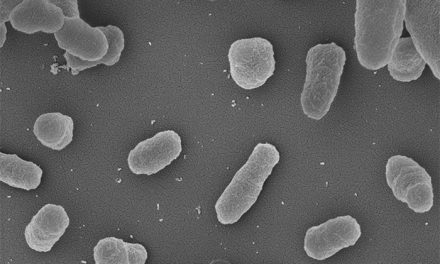 Identifican potenciales blancos terapéuticos para diferentes especies de la bacteria que produce la brucelosis