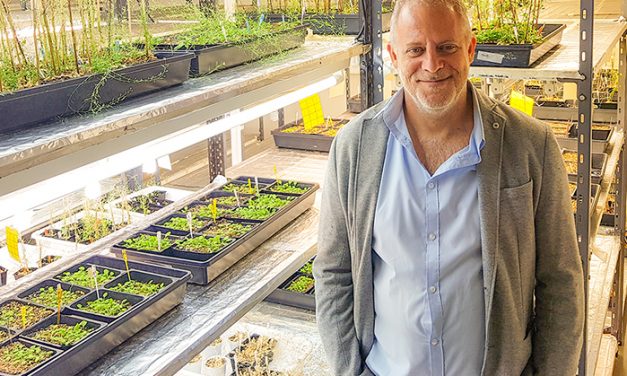 Premian trabajo argentino sobre el reloj circadiano de las plantas