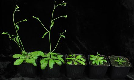 ¿Por qué las plantas crecen más altas en temperaturas cálidas? Científicos resuelven el enigma