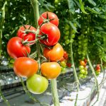 Buscan desarrollar “spray” inocuo para “potenciar” cultivos de hortalizas