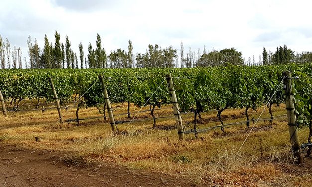 Comprueban la influencia del clima en la diversidad bacteriana del suelo, las uvas y el vino
