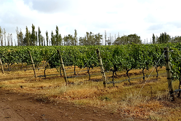 Comprueban la influencia del clima en la diversidad bacteriana del suelo, las uvas y el vino