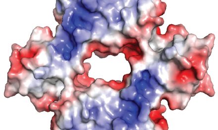 Logran caracterizar una familia de proteínas que las bacterias patógenas usan para resistir antibióticos