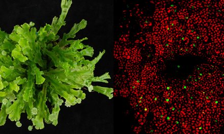 Primos no tan lejanos: genealogía de genes clave para el crecimiento de las plantas