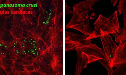 Un medicamento para la presión arterial podría tener utilidad en la enfermedad de Chagas