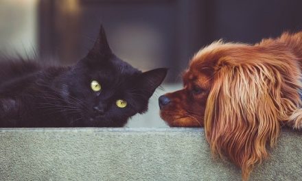 Comprueban en perros y gatos el aumento de la resistencia de bacterias a los antibióticos