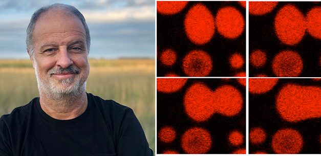 Los virus se autoperpetúan dentro de las células a través de gotas líquidas según un nuevo paradigma de la biología