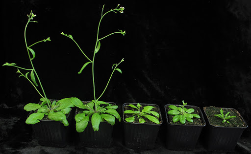 Las plantas transmiten una “memoria ambiental” a las nuevas generaciones