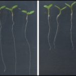 Identifican un nuevo mecanismo genético que regula el crecimiento de las raíces de las plantas