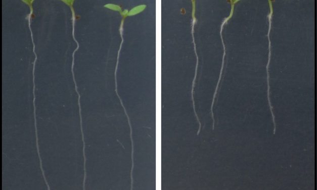 Identifican un nuevo mecanismo genético que regula el crecimiento de las raíces de las plantas