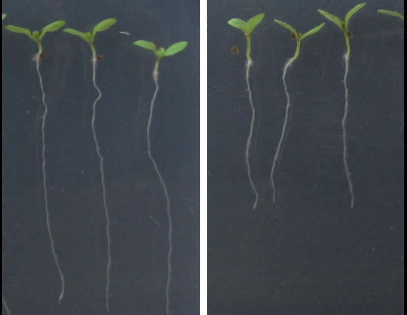 Identifican un nuevo mecanismo genético que regula el crecimiento de las raíces de las plantas