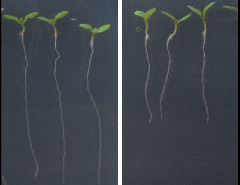 Identifican un nuevo mecanismo genético que regula el crecimiento de las raíces de las plantas