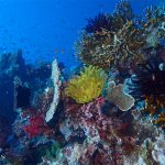 Identifican 15 problemas emergentes que afectarán la biodiversidad marina en la próxima década si no se toman medidas para evitarlos