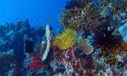 Identifican 15 problemas emergentes que afectarán la biodiversidad marina en la próxima década si no se toman medidas para evitarlos