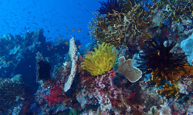 Identifican 15 problemas emergentes que afectarán la biodiversidad marina en la próxima década si no se toman medidas para evitarlos