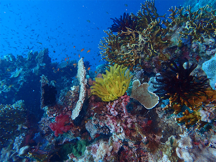 Identifican 15 problemas emergentes que afectarán la biodiversidad marina en la próxima década si no se toman medidas para evitarlos