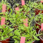 Descubren cómo en condiciones ambientales adversas las plantas ajustan el crecimiento para optimizar su arquitectura y poder sobrevivir