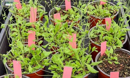 Descubren cómo en condiciones ambientales adversas las plantas ajustan el crecimiento para optimizar su arquitectura y poder sobrevivir