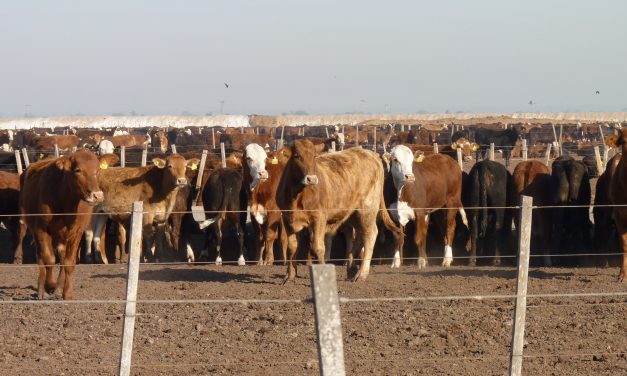 Sumar probióticos a la dieta del ganado permitiría reemplazar a los antibióticos como promotores de crecimiento