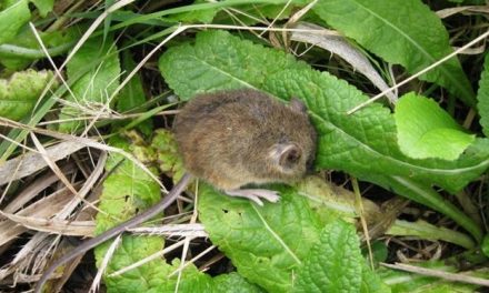 Síndrome pulmonar por hantavirus: el noreste de la provincia de Buenos Aires es zona de alto riesgo