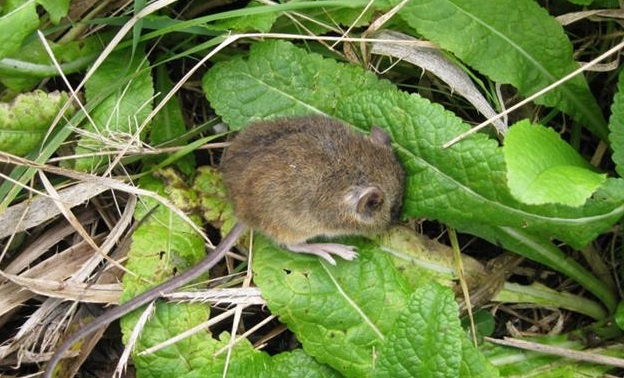 Síndrome pulmonar por hantavirus: el noreste de la provincia de Buenos Aires es zona de alto riesgo