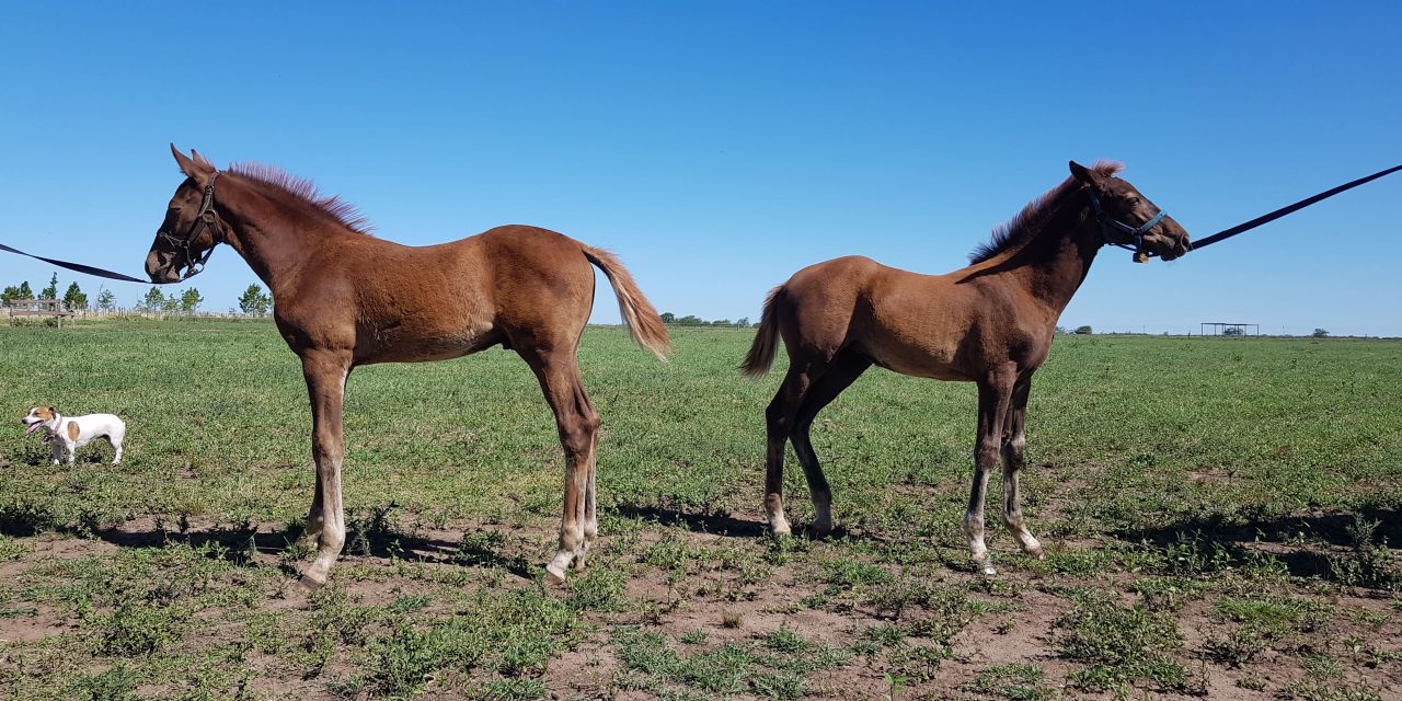 Investigadores argentinos reportan el primer caso de modificación de sexo en caballos clonados
