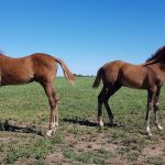 Investigadores argentinos reportan el primer caso de modificación de sexo en caballos clonados