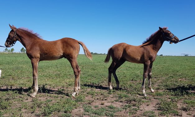 Investigadores argentinos reportan el primer caso de modificación de sexo en caballos clonados