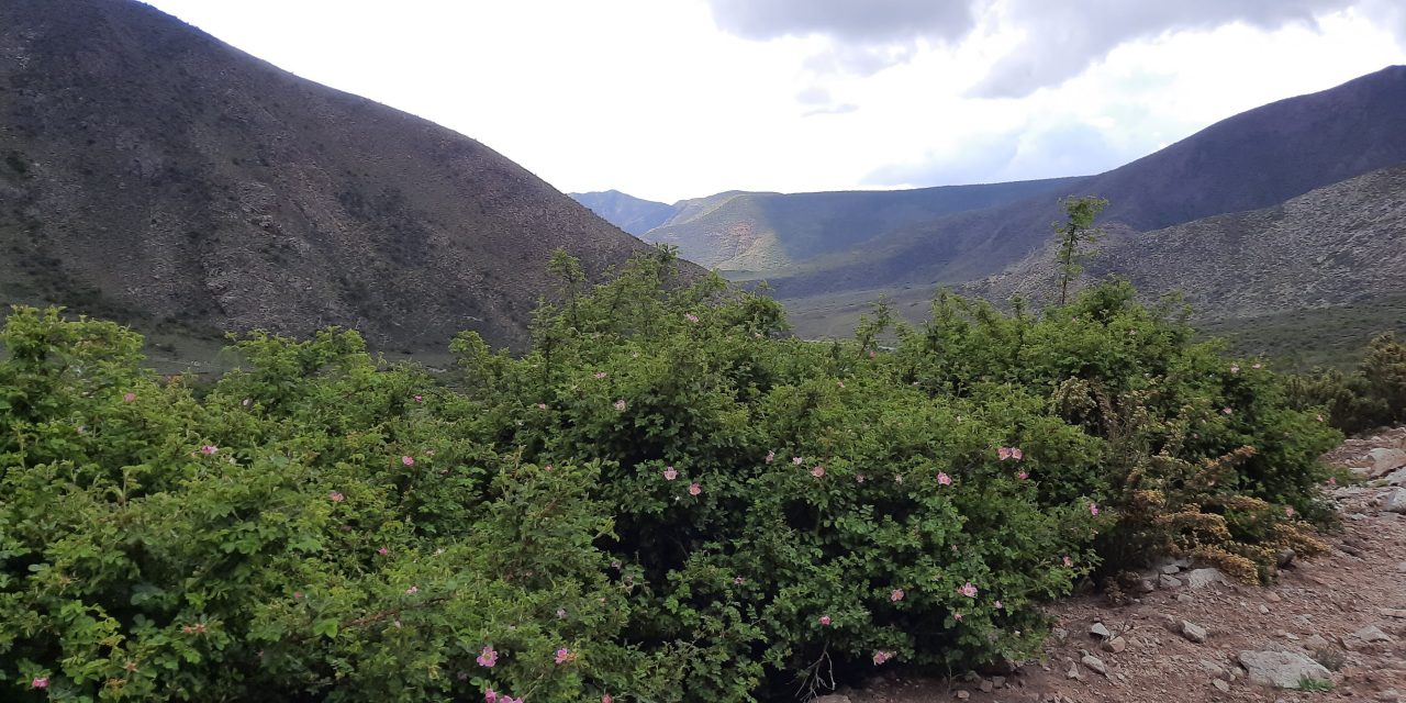 Preocupa el rápido avance de plantas invasoras exóticas en la alta montaña