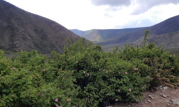 Preocupa el rápido avance de plantas invasoras exóticas en la alta montaña