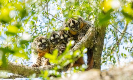 Advierten sobre la necesidad de proteger a los únicos primates monógamos de la región