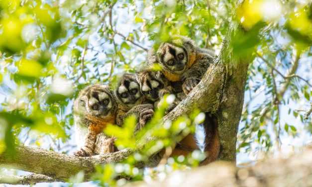 Advierten sobre la necesidad de proteger a los únicos primates monógamos de la región