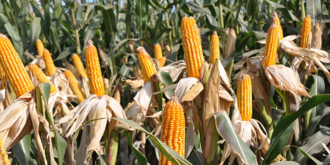 Revelan la estructura de una proteína clave del virus que causa el Mal de Río Cuarto, la principal amenaza para el maíz en el país