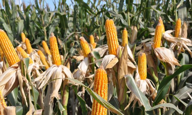 Revelan la estructura de una proteína clave del virus que causa el Mal de Río Cuarto, la principal amenaza para el maíz en el país