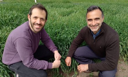 Descubren cómo las plantas regulan su crecimiento en función del nitrato en el suelo, lo que permitiría reducir la necesidad de fertilizantes