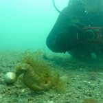 Conservación del caballito de mar: presentan una manera no invasiva de medirlos e identificarlos en su hábitat natural