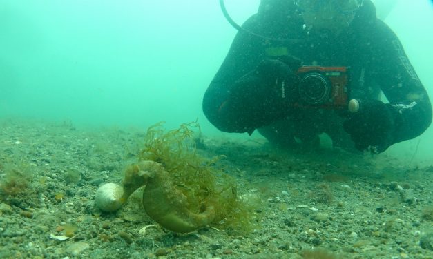 Conservación del caballito de mar: presentan una manera no invasiva de medirlos e identificarlos en su hábitat natural