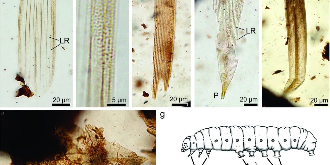 Descubren los primeros restos fósiles de insectos que vivieron en la Patagonia justo antes de la última extinción masiva