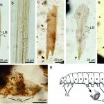 Descubren los primeros restos fósiles de insectos que vivieron en la Patagonia justo antes de la última extinción masiva