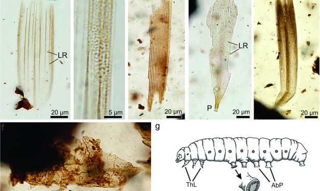 Descubren los primeros restos fósiles de insectos que vivieron en la Patagonia justo antes de la última extinción masiva