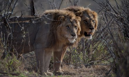 Por una hormiga invasora, los leones cambiaron su dieta en Kenia: dejaron de cazar cebras y ahora atacan búfalos