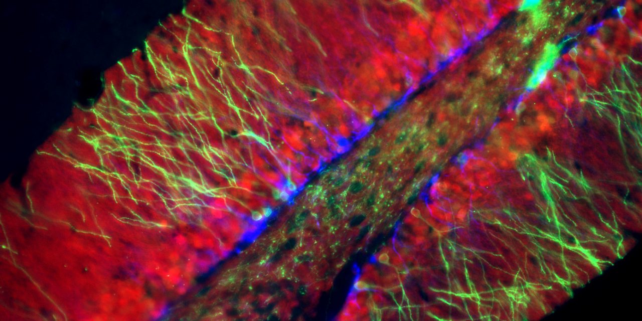 Descubren un mecanismo del cerebro que podría explicar por qué Messi hace pases efectivos sin mirar a quién