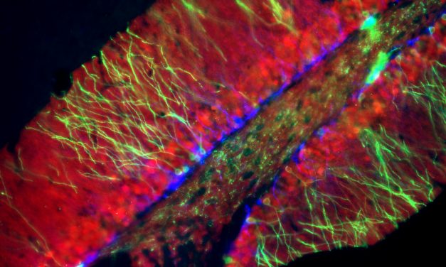 Descubren un mecanismo del cerebro que podría explicar por qué Messi hace pases efectivos sin mirar a quién