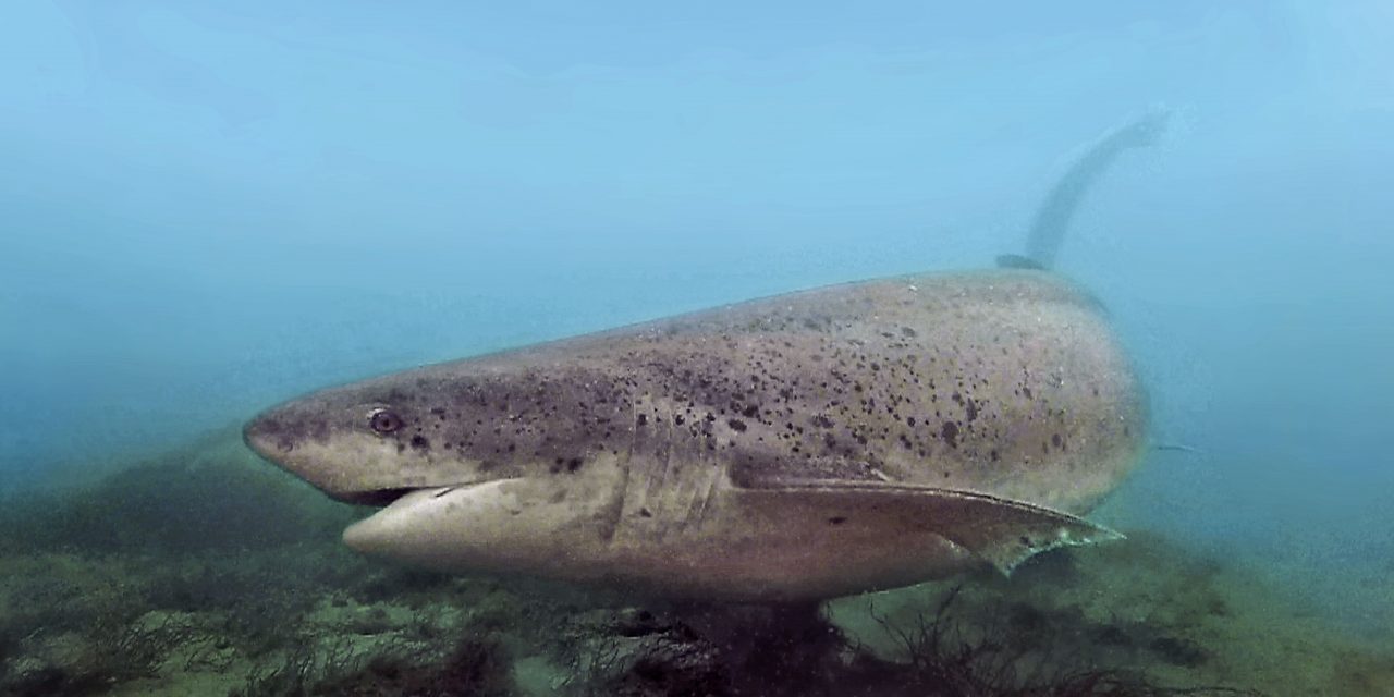 ¿Riesgo irreversible en el fondo del mar? La sobrepesca amenaza seriamente a los tiburones de aguas profundas